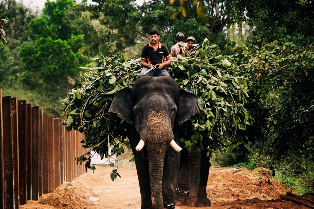 elephants, people, ride-5781343.jpg